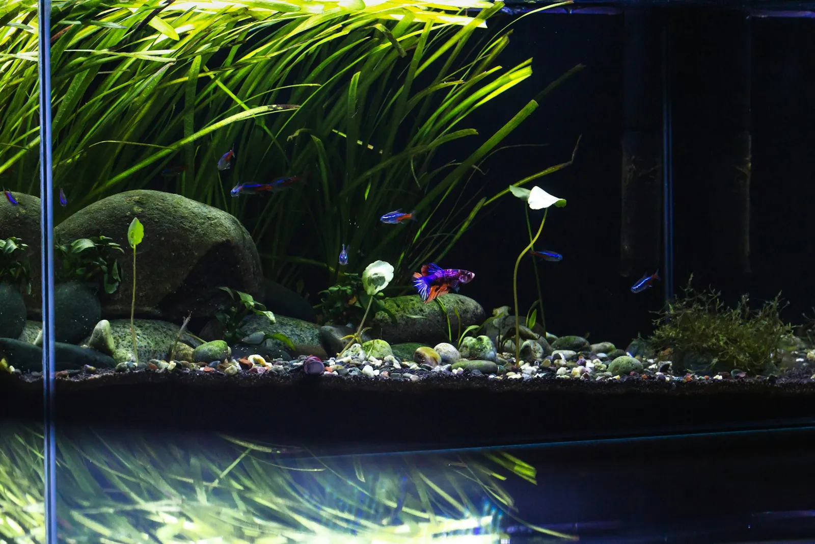 Planted aquarium with hardscape rock and a white sand path
