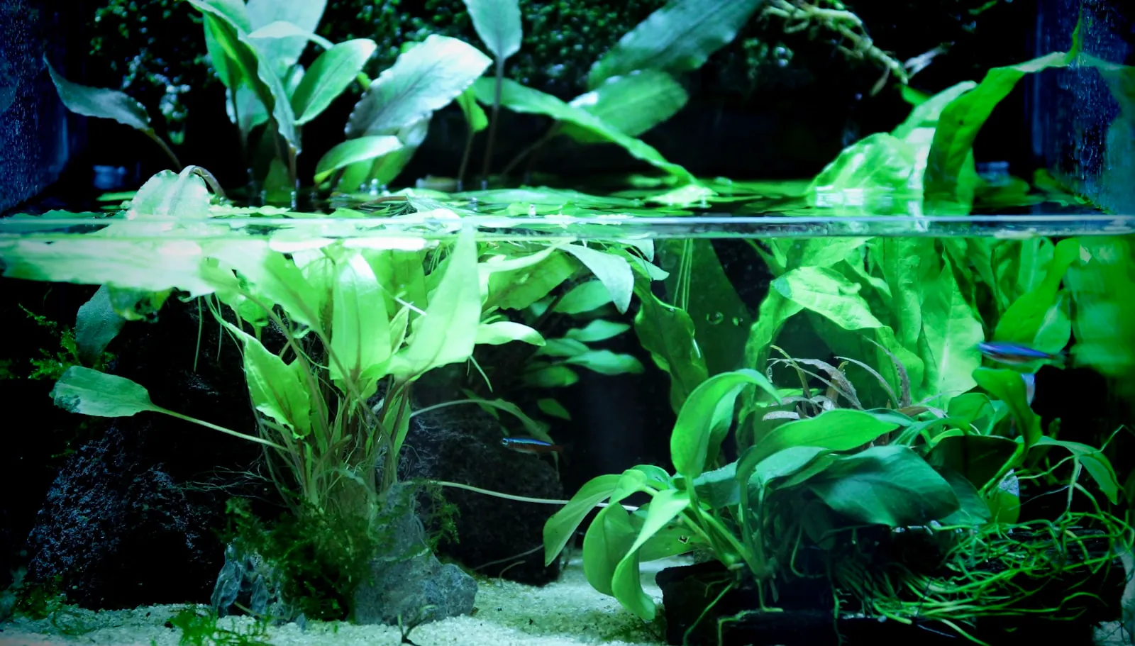 Planted aquarium with broad leaf plants and stones under bright aquarium light